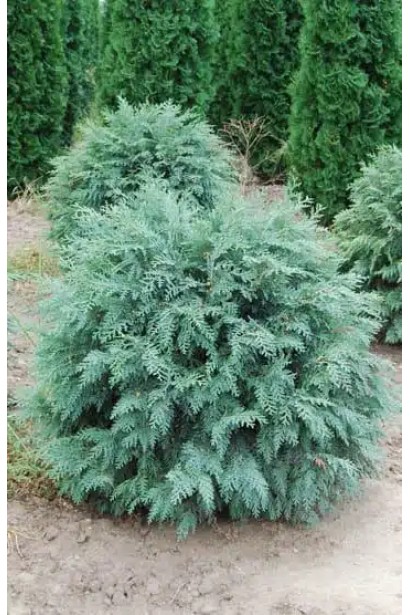 Кипарисовик Лавсона Сильвер Глобус